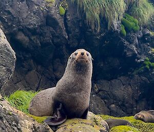 Close up of a fur seal, standing up on flippers, looking to camera and sniffing