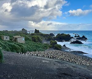 Shows small wooden hut positioned overlooking a royal penguin colony and a rock beach, blue ocean waters into the distance