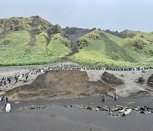 Looking up the beach to royal penguin colony on the first sandy rise and behind is a grass covered mountain