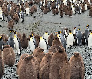 Rocky beach, leading to sandy rise and then tussocks, a large gathering of king pengiuns and in the foreground a group of about eight king penguin chicks which are covered in brown fur like feathers