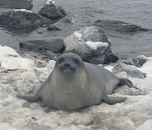 A seal looking at the camera