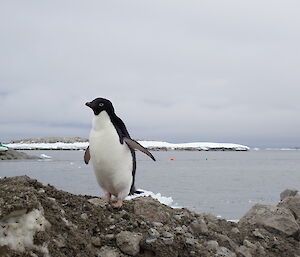 A penguin