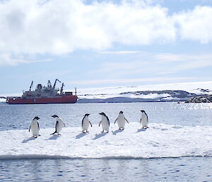 Penguins in front of an ice breaking ship