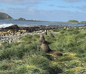Grass tussocks leading down to rocky coast, a number of fur seals positioned amongst grass tussocks. Across the bay the station in the distance.