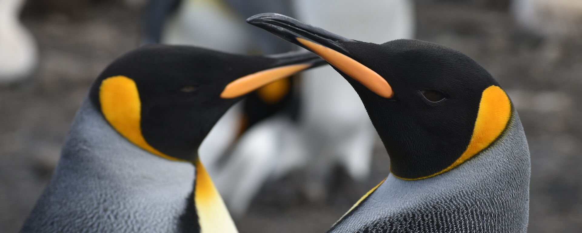 Close up of two grey, black and orange penguins, from shoulders up, both facing inwards, yellow markings on neck, chest and beak are bright against their grey and white feathers.