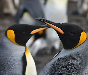 Close up of two grey, black and orange penguins, from shoulders up, both facing inwards, yellow markings on neck, chest and beak are bright against their grey and white feathers.