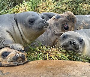 A 'pile' of 6 elephant seals, all looking to camera, one seal top left has flipper pressing down on face of another seal