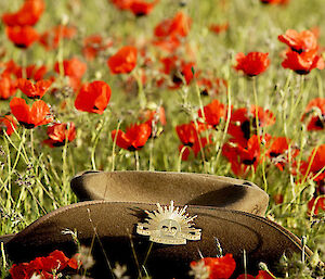 A diggers hat lying in a field of red poppies