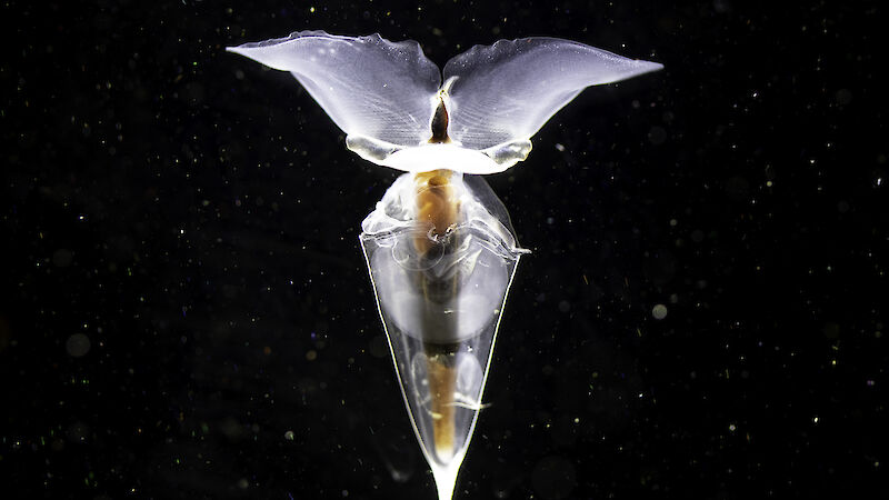 A see-through marine creature, shaped like a butterfly