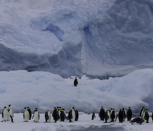A large group of emperor penguins standing on an ice floe