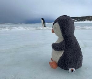 toy penguin sitting on ice looking at real penguin