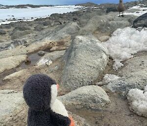 toy penguin looking at bird