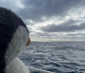 toy penguin looking out over ocean