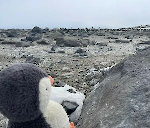 toy penguin sitting on ice looking at real penguin