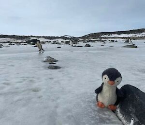 toy penguin sitting on ice looking at real penguin