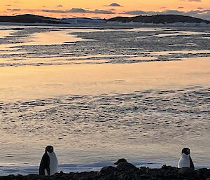 Two penguins with water in the background