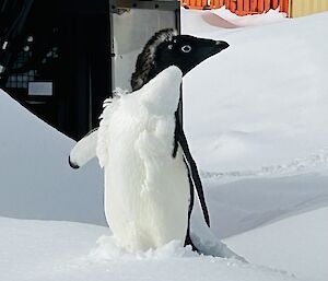 A penguin