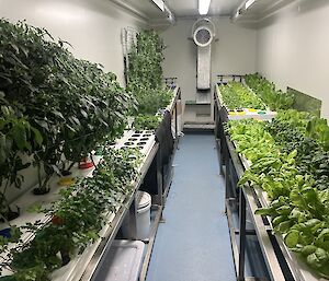 looking down a windowless room with green veggies growing on each side