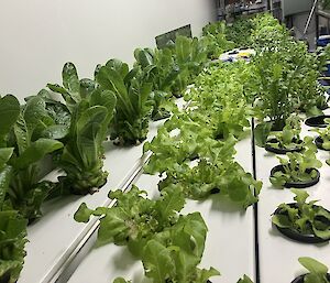lettuce growing on tray