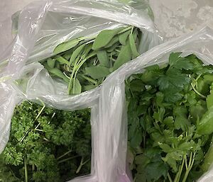 herbs in bag