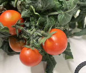 tomato growing on vine