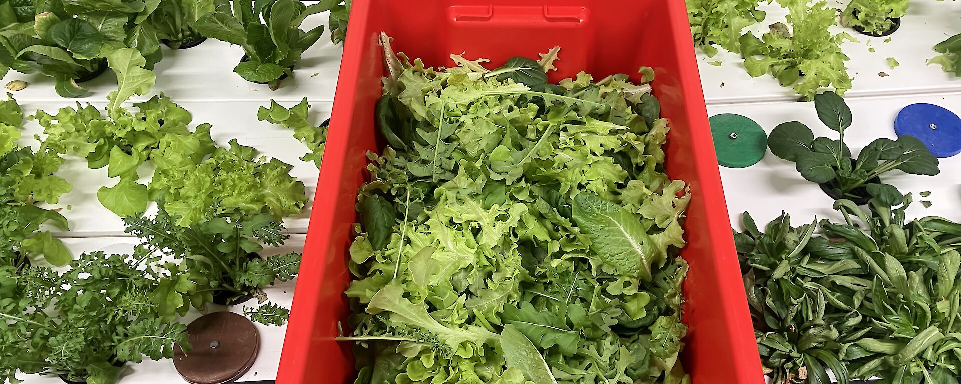 fresh lettuce in red box