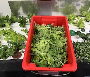 fresh lettuce in red box