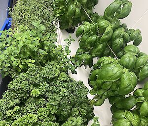 herbs growing