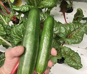 A hand holds two zucchinis with silver beet in the background
