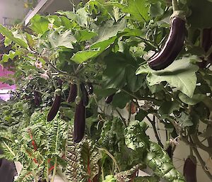 eggplants hanging from vine