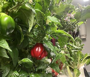red and green capsicums on vines