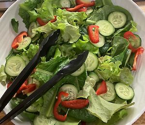 bowl of salad