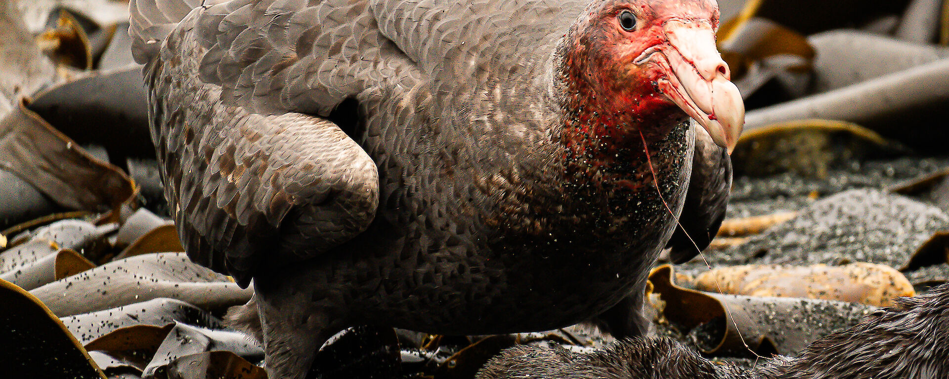 An image of a big grey bird with blood all over its face, eating a dead thing on the beach