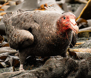 An image of a big grey bird with blood all over its face, eating a dead thing on the beach