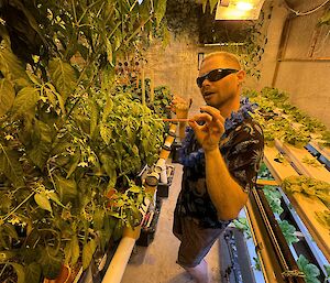 A man standing in the hydroponics room surrounded by veggies and leaves