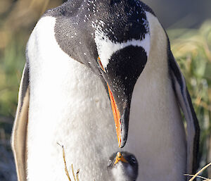 An adult black and white penguin, feeding a baby