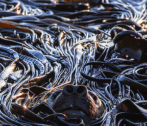 A seal snout pokes above a tangle of kelp