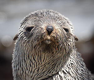 A sweet photo of a furry fur seal face