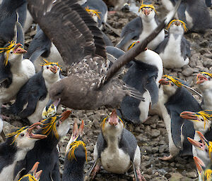 A brown bird takes an egg from a crowd of screeching royal penguins