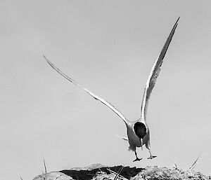Black and white image of a bird landing on a rock