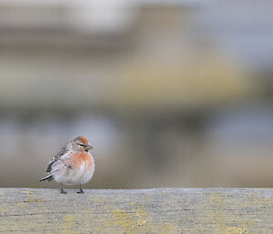 A tiny little bird, pale grey with a red front and head, on a fence
