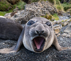 A funny photo of a seal, looking at the camera with its mouth open