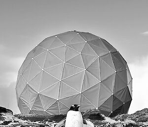 Black and white image of a penguin in front of the ANARE dome