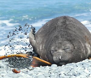 An elephant seal on the beach, scratching itself and sending sand flying
