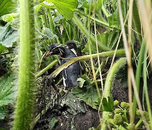 A penguin hiding in foliage