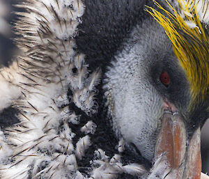 A royal penguin