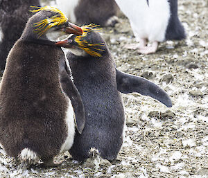 Two royal penguins, one grooming the other