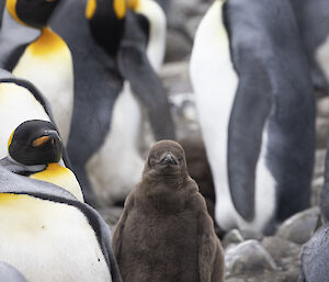 A king penguin chick, all brown, in a crowd of grey white and orange adult penguins