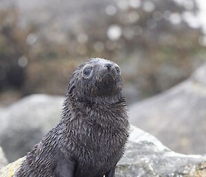 A little cute fur seal with dark rimmed eyes sits on a rock