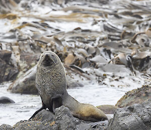 A male fur seal sits magnificently on a rock